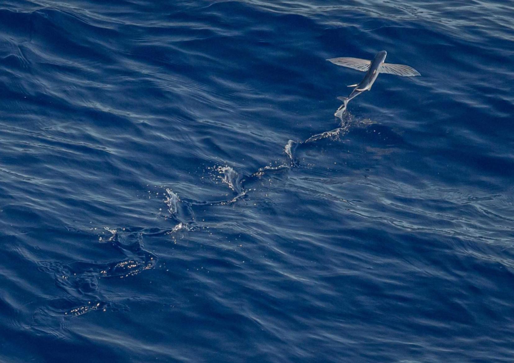 香烟的金属元素的健康危害性