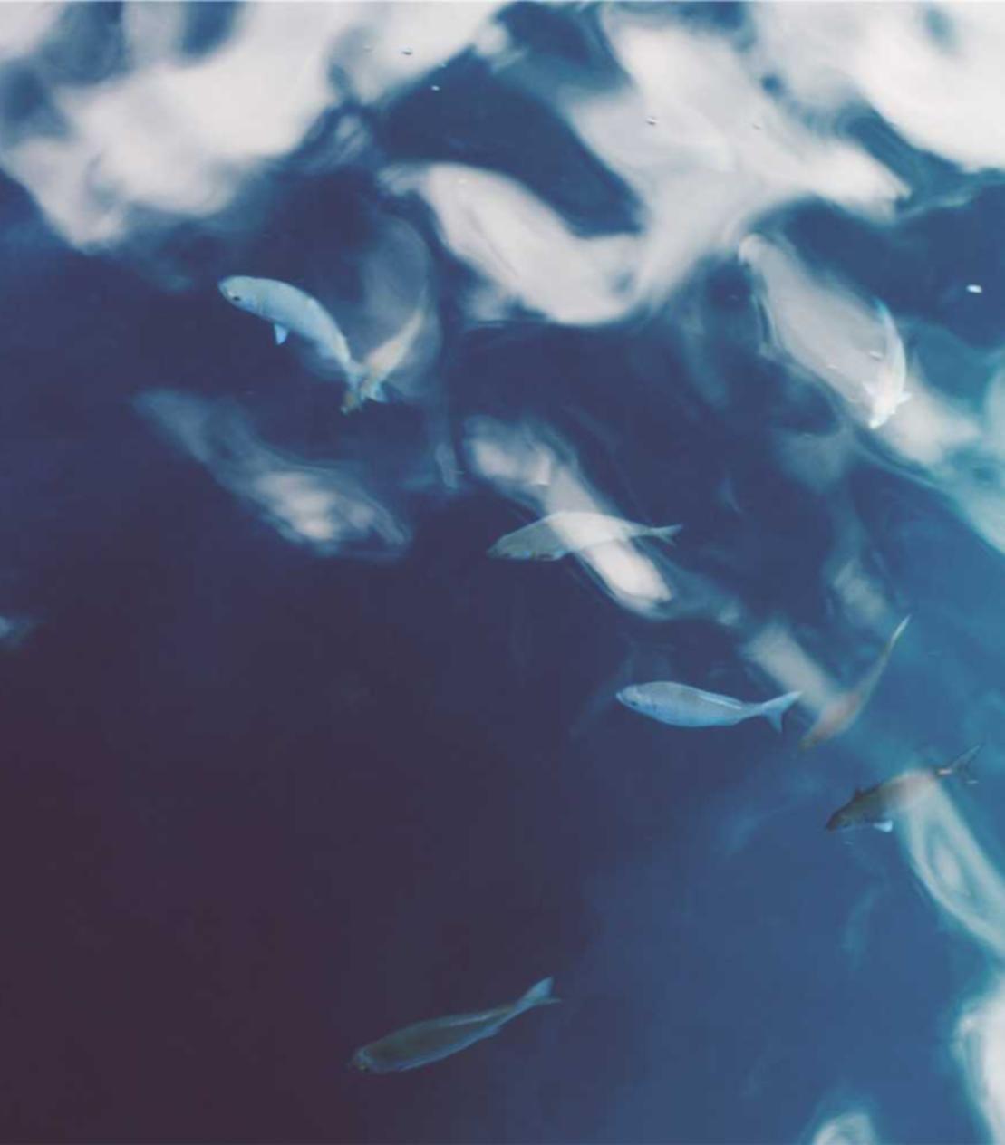 丽晶国际实名账号:狐狸视频app免费详情下载教程