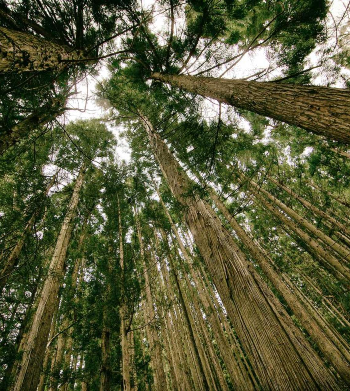 如何进行SEO分析