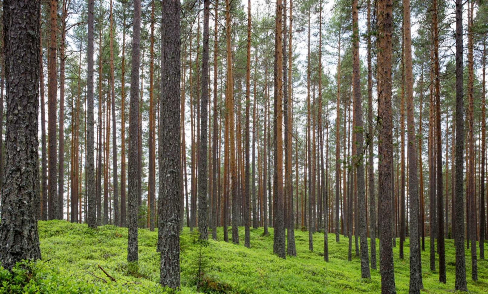 网络游戏技术支持如何繁殖并扩散