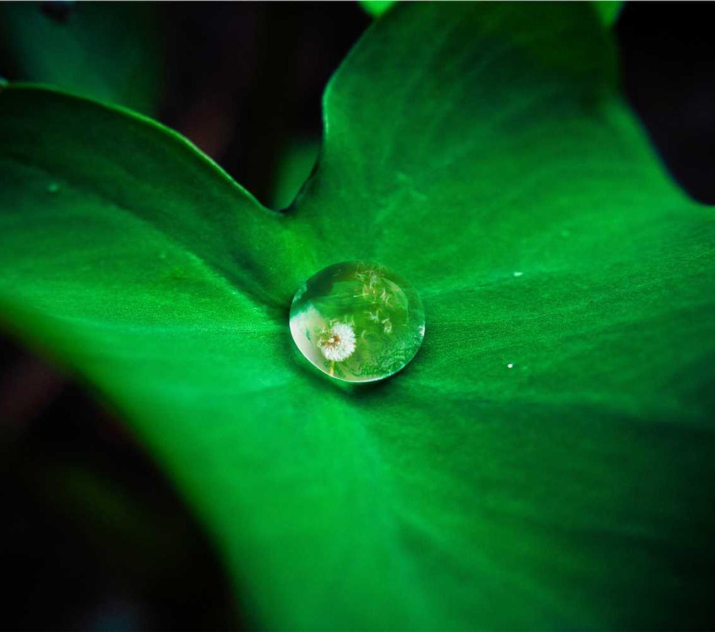 方盒欧盟七星蓝莓:ag平台代理模式