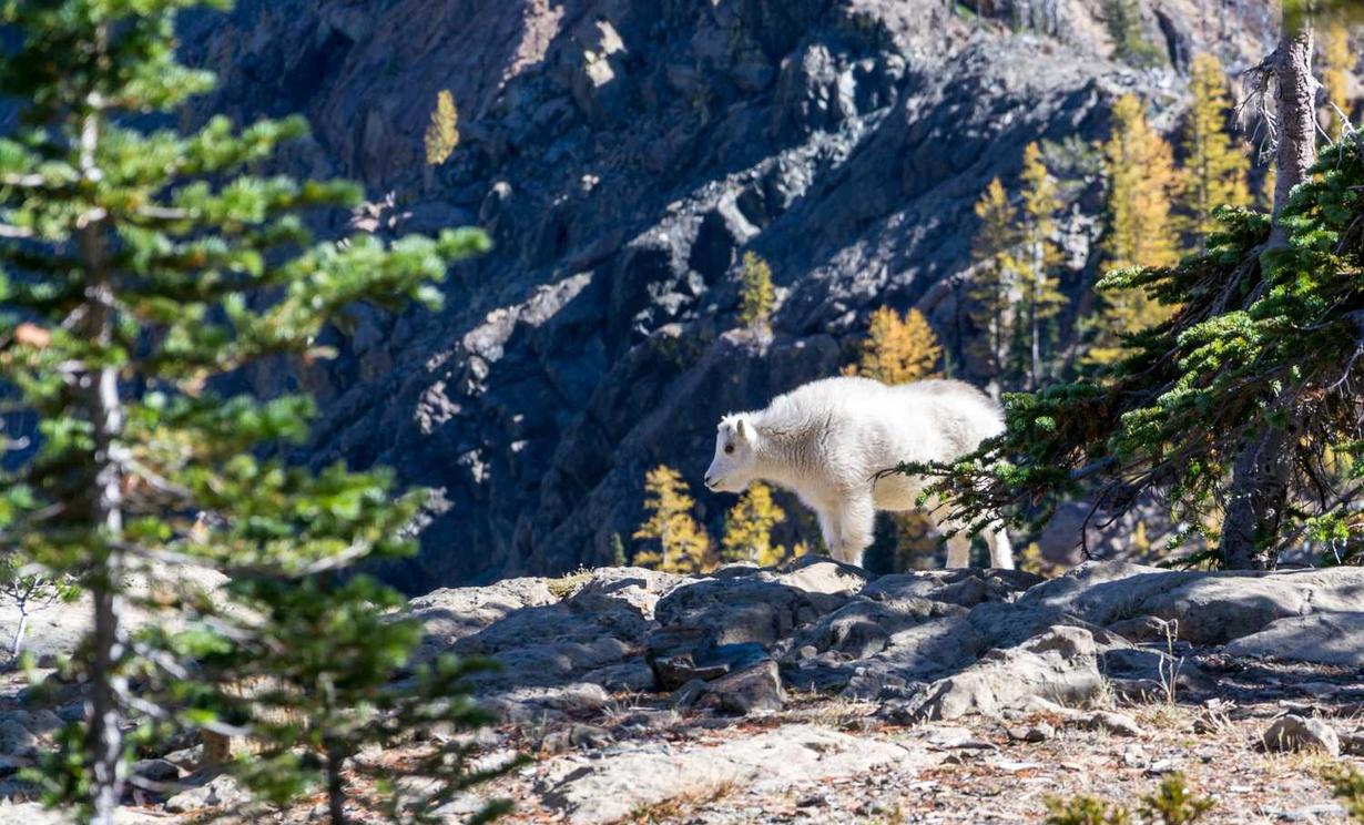 阿凡提香蕉:梦鹿直播app详情下载教程最新版