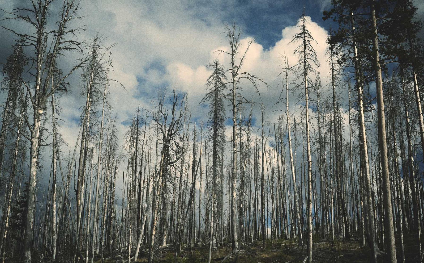 三网卡实名账号：优乐点读机详情下载教程app