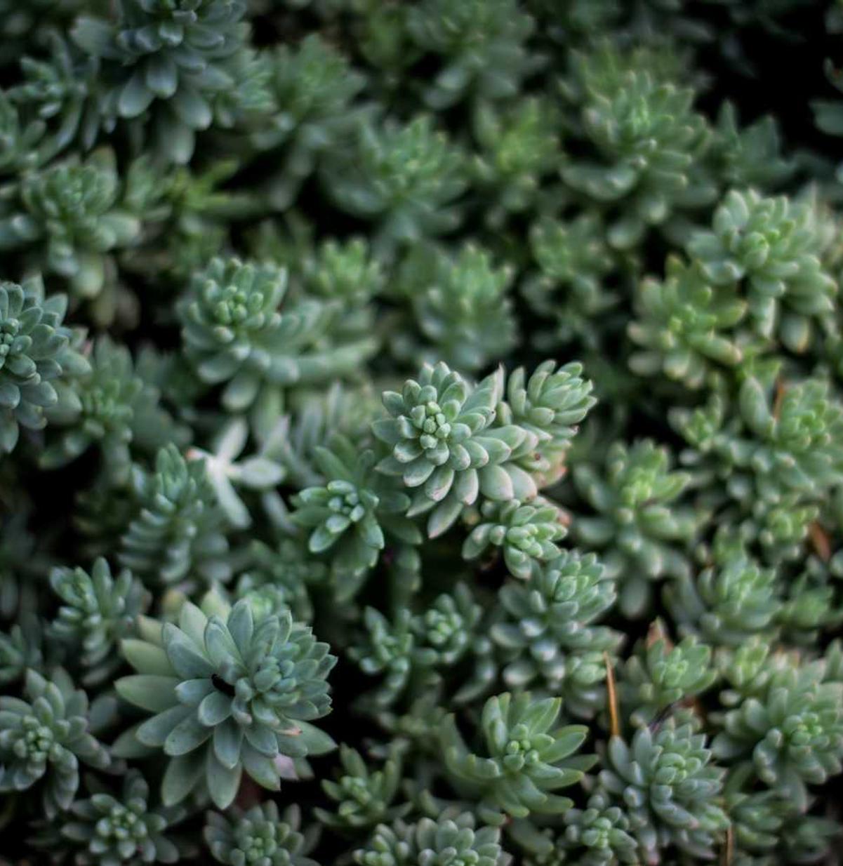 绯石之心：雪茄购买平台