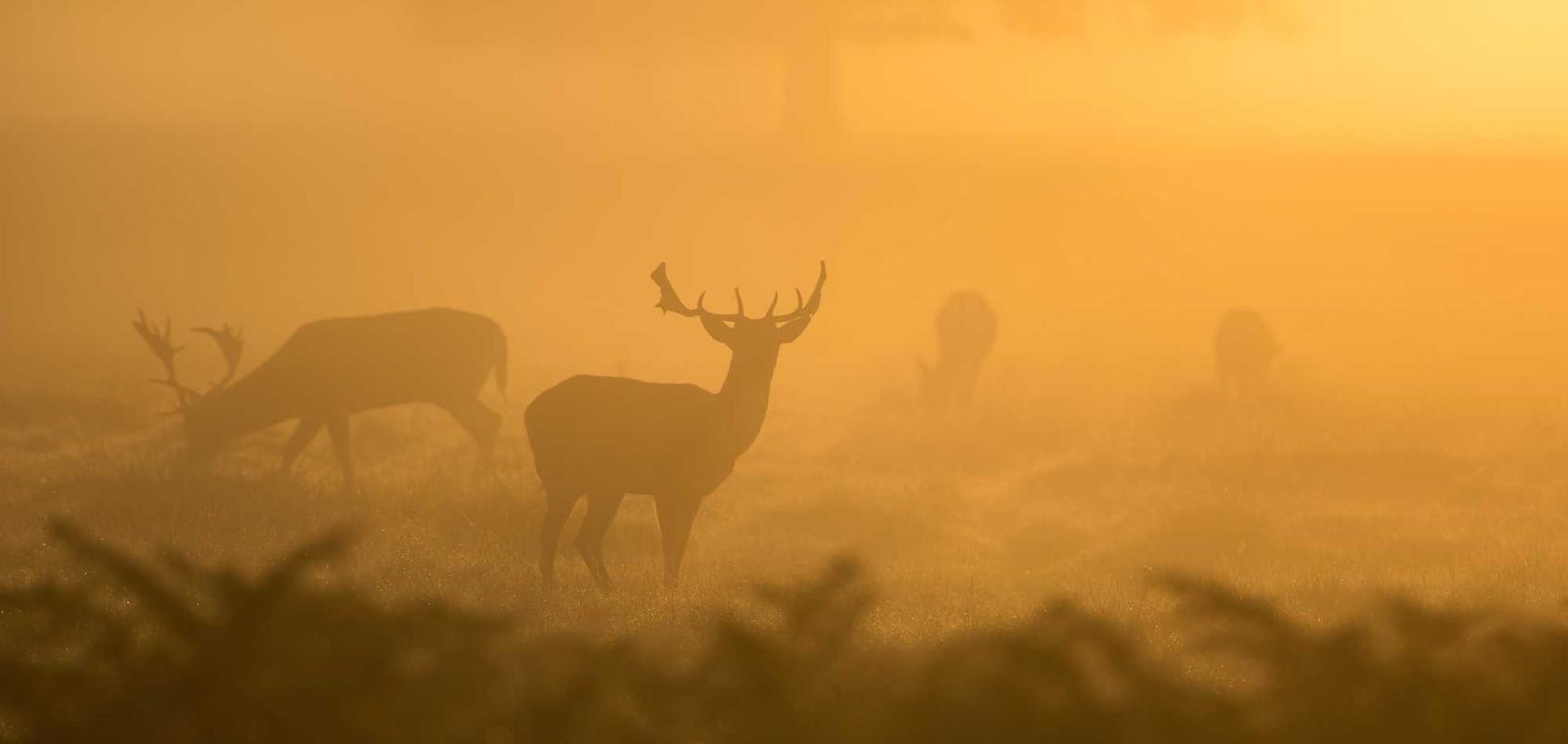百纵科技实名账号：公众号助手app详情下载教程