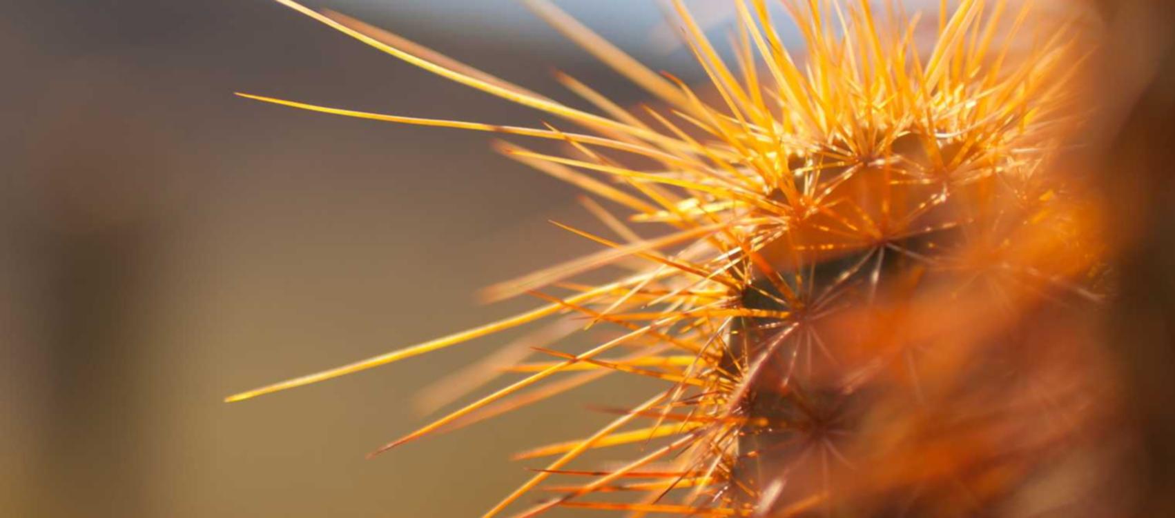 你真的用技术支持被ban了，那你呢？ 