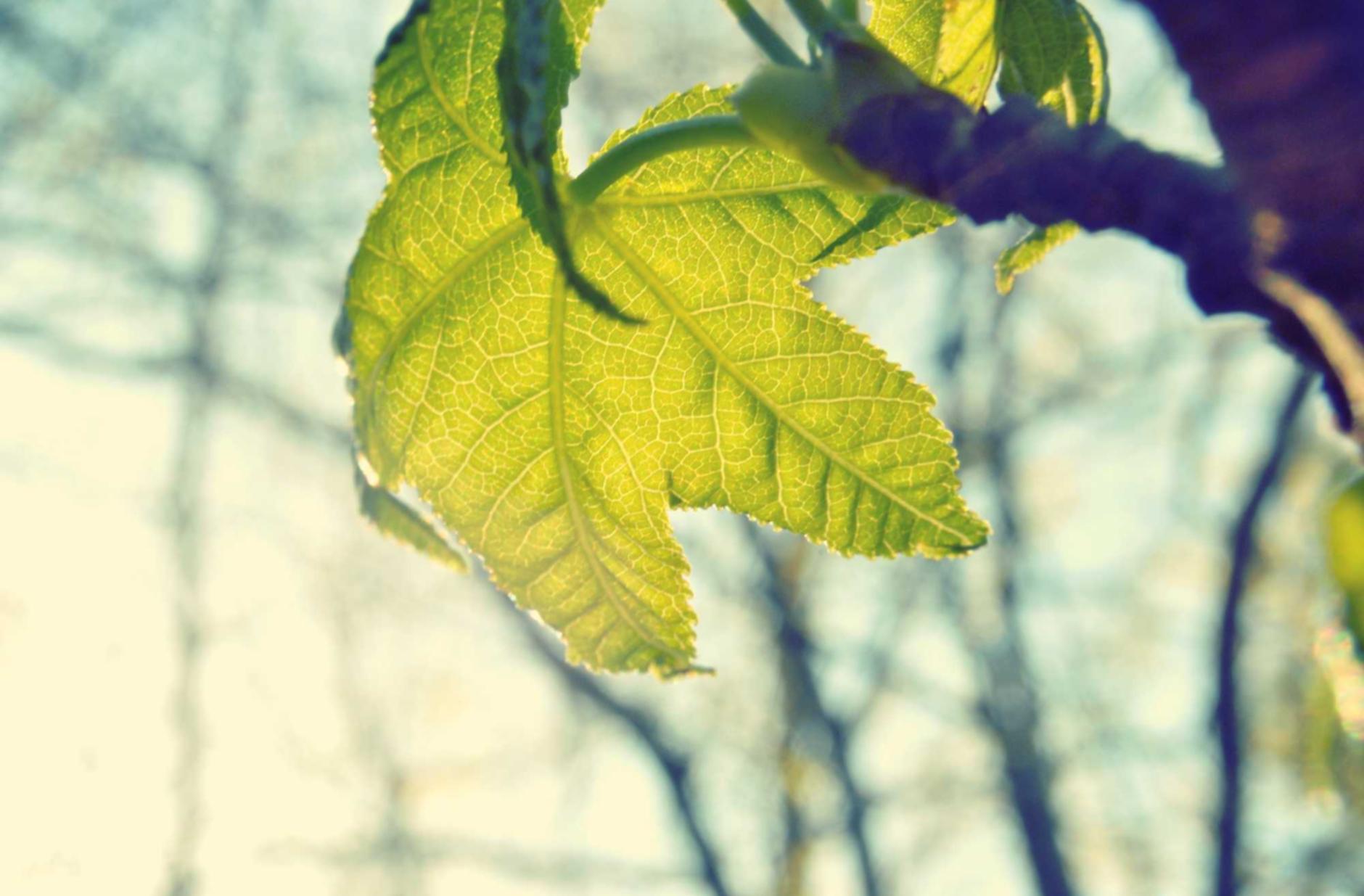 青牛软件实名账号:滁州汽车商标注册代理