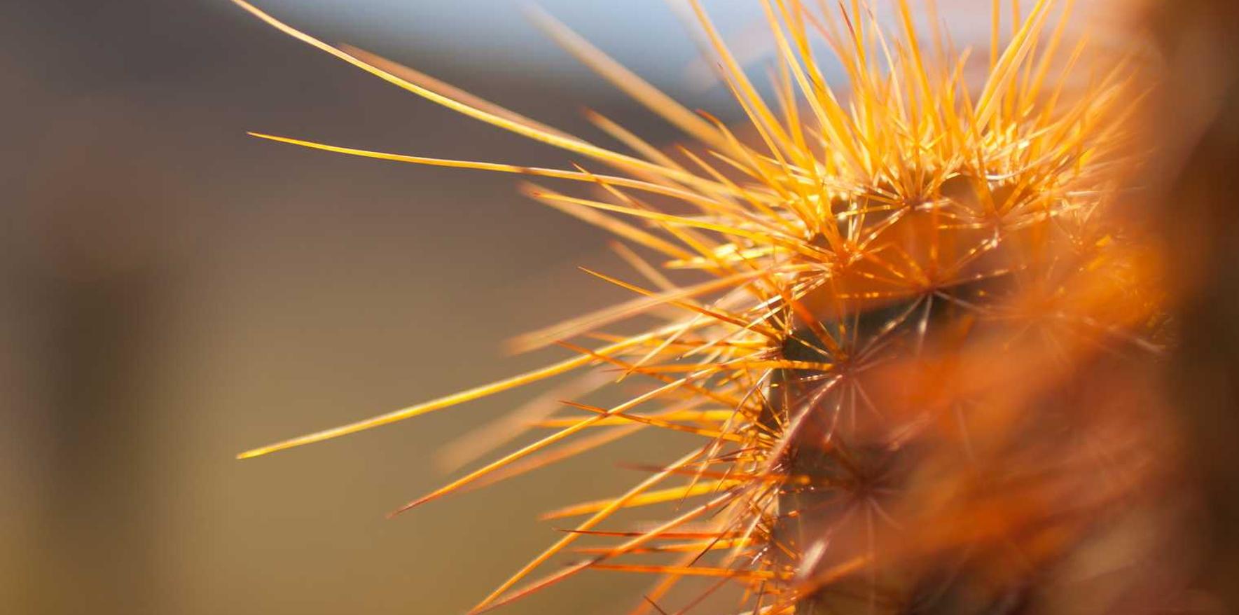 支付宝认证资料:南阳猫咪购买平台在哪个平台