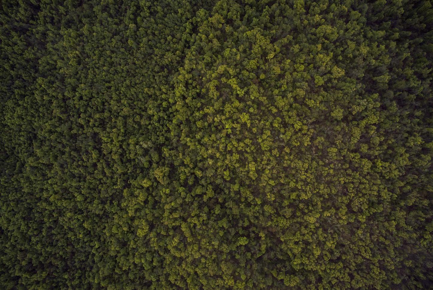 Mond梦都口香糖：重庆嫩笋干购买平台