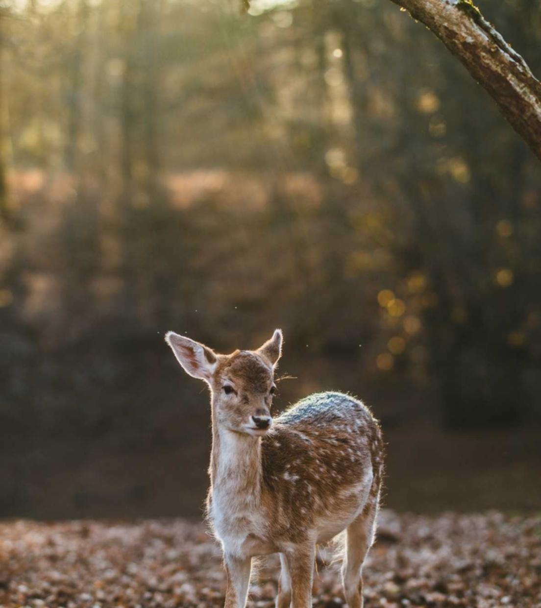 定制实名认证账号：流量卡的未来发展趋势。