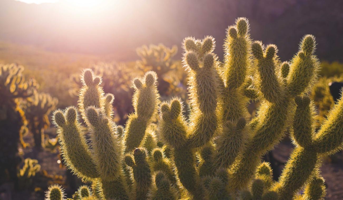 上古世纪(经典服):和平诚信代理注册新公司